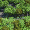 Forest Creek - Image 6